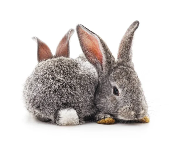 2 つの灰色のウサギ. — ストック写真
