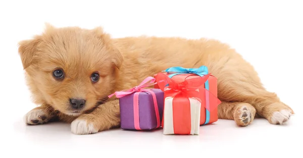 Cachorro marrón con regalos . —  Fotos de Stock