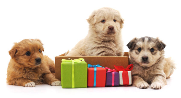 Три щенка с подарками
.