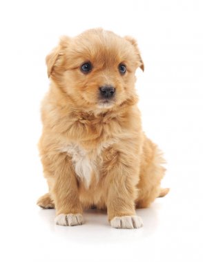 Kahverengi güzel köpek yavrusu.