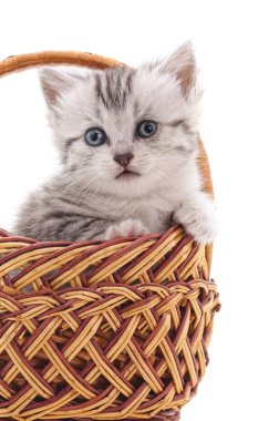 sepet içinde kedi yavrusu.