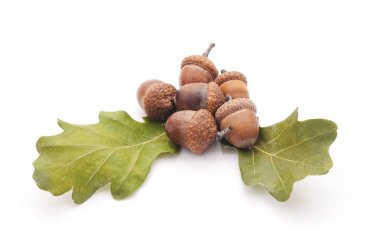 Meşe palamudu ile grup bırakır.