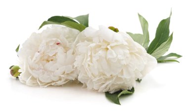iki beyaz peonies.