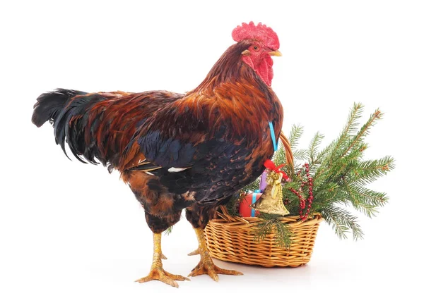 Polla cerca de una cesta de Navidad . — Foto de Stock