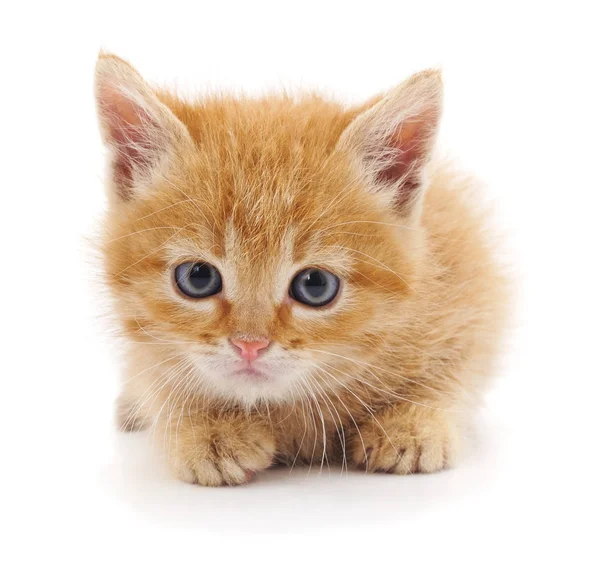 Beautiful red kitten. — Stock Photo, Image