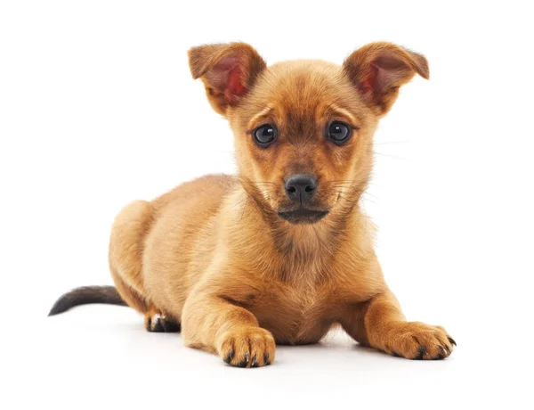 Little brown puppy. — Stock Photo, Image