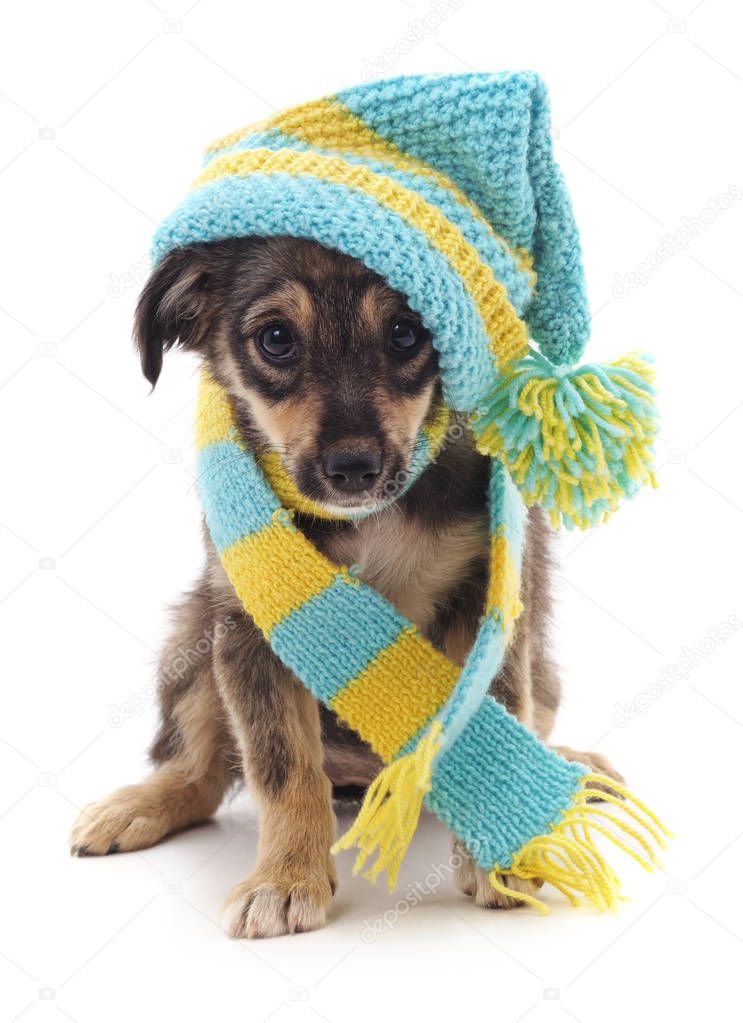 Hund in eine Mütze und Schal. — Stockfoto © Voren1 177481776