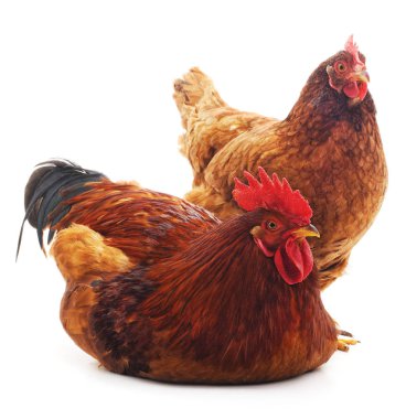 Kırmızı horoz ve tavuk.