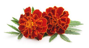 Marigolds buket.