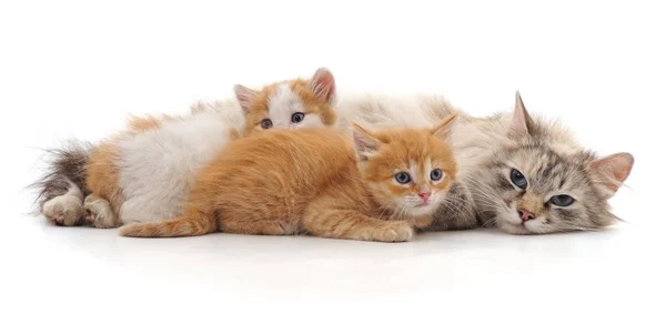 Katt med kattungar. — Stockfoto