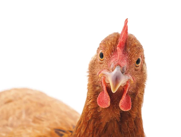 Frango castanho jovem . — Fotografia de Stock