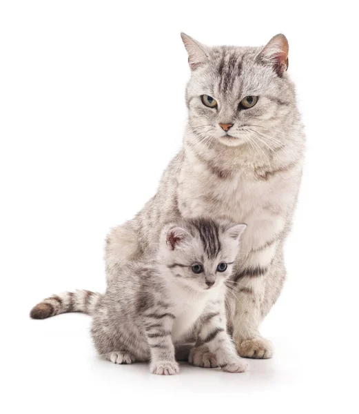Anne kedi ve yavru kedi.
