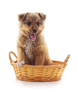 Sepette küçük bir köpek yavrusu.