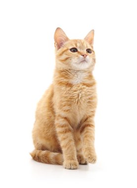 Bir kahverengi yavru kedi.