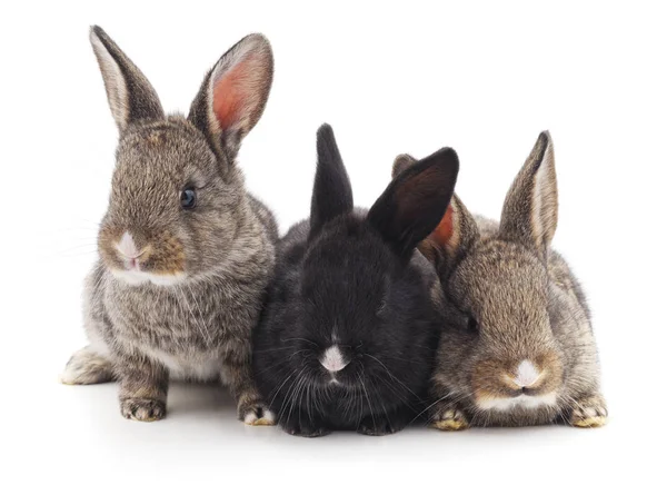 Tres conejos pequeños . —  Fotos de Stock