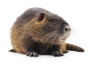 Büyük kahverengi eğitimin.