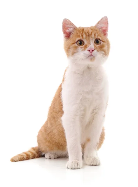 Gato vermelho bonito . — Fotografia de Stock