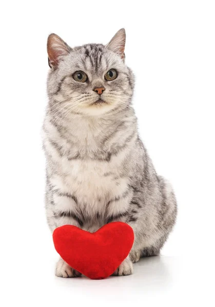 Кіт з іграшковим серцем . — стокове фото