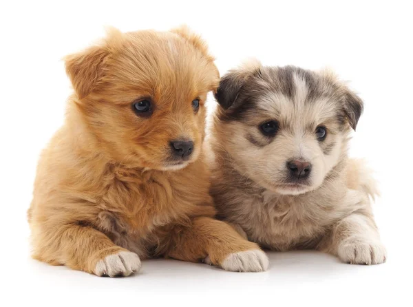 Dois cachorros bonitos . — Fotografia de Stock