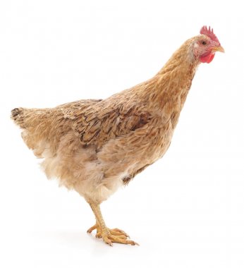 Genç kahverengi tavuk.