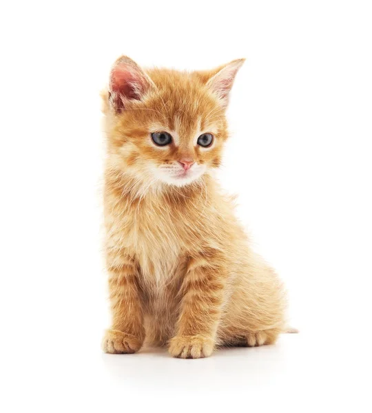 One brown kitten. — Stock Photo, Image