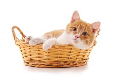 sepet içinde kedi yavrusu.