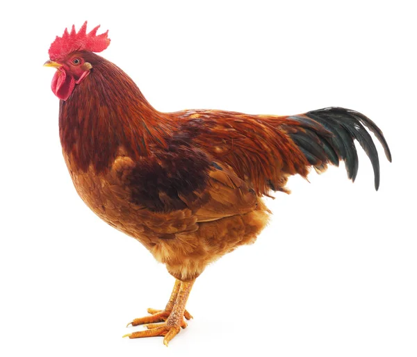 One red rooster. — Stock Photo, Image