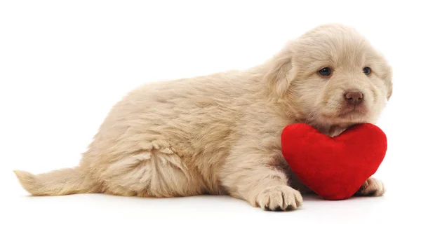 Cachorro com coração . — Fotografia de Stock
