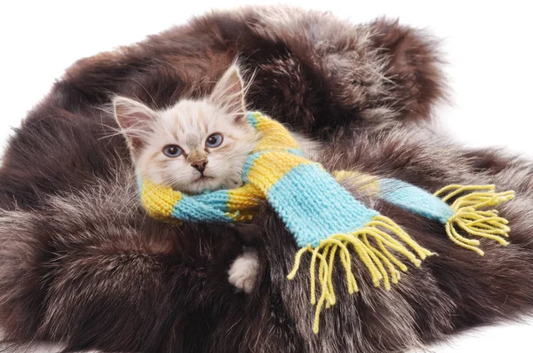 Gattino su una pelliccia . — Foto Stock