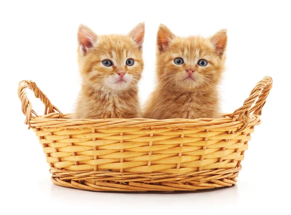 Two cats in a basket. — Stock Photo, Image