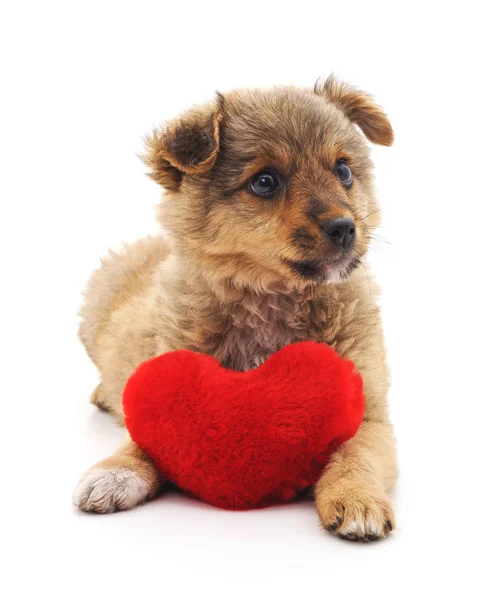 Dog with heart. — Stock Photo, Image
