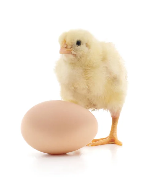 Pollo y huevo . — Foto de Stock