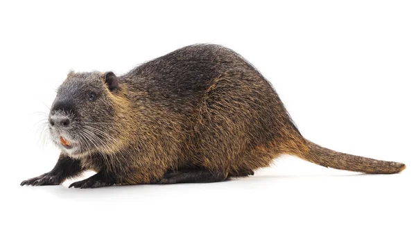 Castanho grande nutria . — Fotografia de Stock