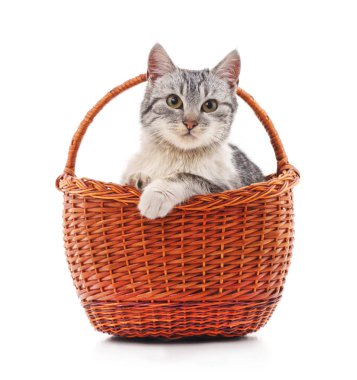 sepet içinde kedi yavrusu.