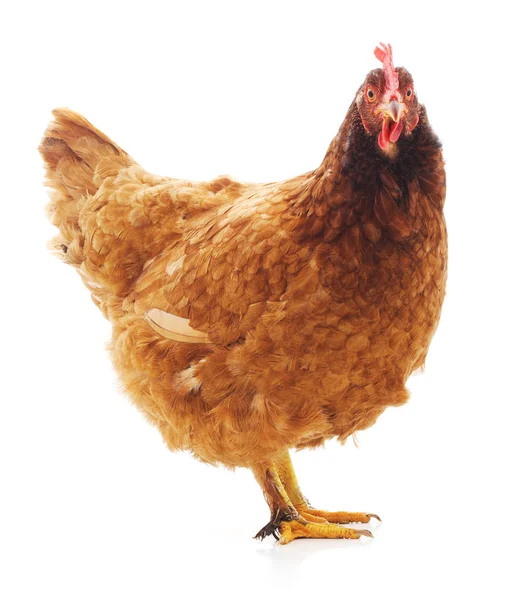One brown chicken. — Stock Photo, Image