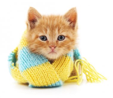 Eşarp mavi de kedi.