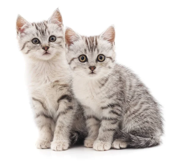 Dois gatos cinzentos . — Fotografia de Stock