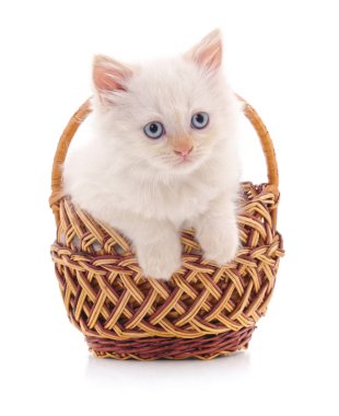Sepet içinde küçük yavru kedi.