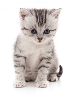 Küçük bir kedi yavrusu.