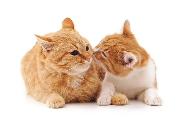 Two Cats Stock Photo, Picture and Royalty Free Image. Image 11723416.