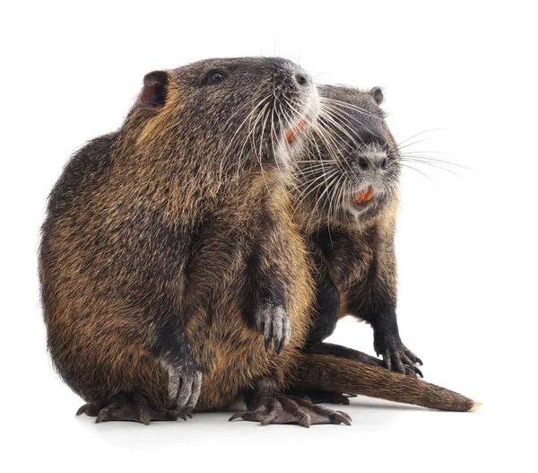 Zwei große Nutrias. — Stockfoto