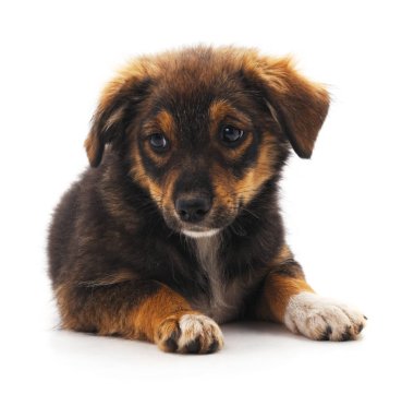 Kahverengi güzel köpek yavrusu.