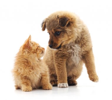 yavru kedi ve köpek yavrusu.