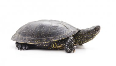 Bir küçük kaplumbağa.