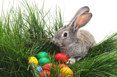 renkli yumurta Paskalya tavşanları.