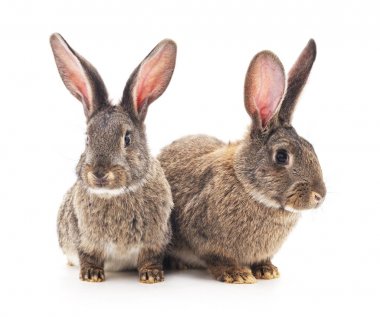 kahverengi yavru tavşanlar.
