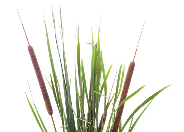 Bunch of green cane. — Stock Photo, Image
