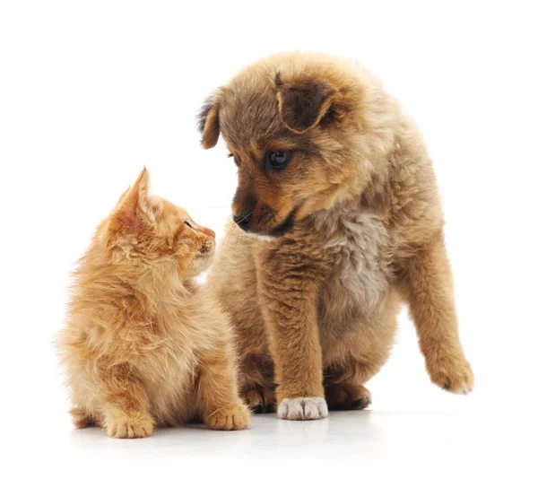 Gatinho e cachorrinho . — Fotografia de Stock