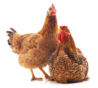 Kırmızı horoz ve tavuk.