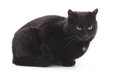 Bir kara kedi.